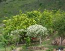 Área dos celibatários