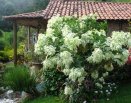 Área dos celibatários