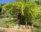 Área dos celibatários